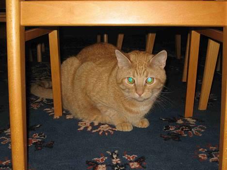 Blanding af racer Valdemar den Store - Valde leger skjul... billede 7