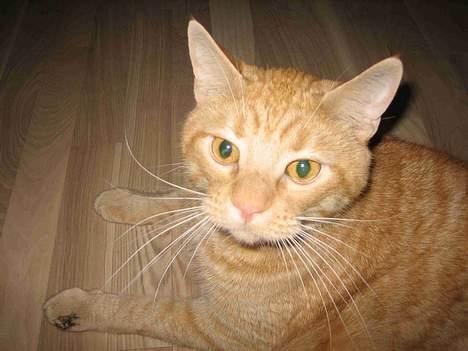 Blanding af racer Valdemar den Store - Tit-tit... billede 8