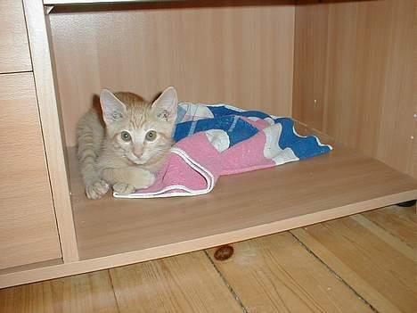 Blanding af racer Valdemar den Store - Valdemar som bitte-lille billede 9