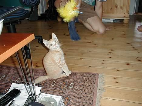 Blanding af racer Valdemar den Store - Dette var to dage efter vi fik ham :-) billede 10