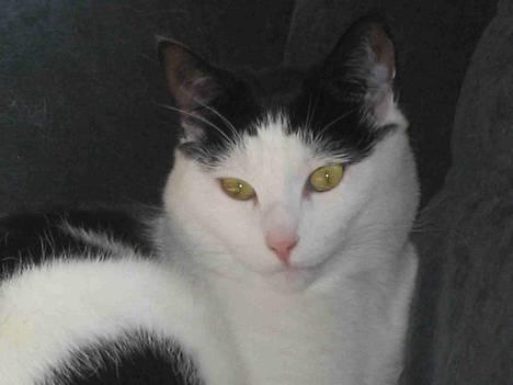 Blanding af racer Herbert den Lille * RIP * - Vores dejlige Herbert :-) billede 1