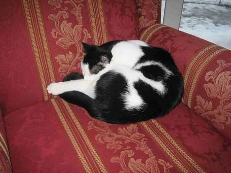 Blanding af racer Herbert den Lille * RIP * - Herbert i sin røde stol billede 2