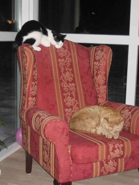 Blanding af racer Herbert den Lille * RIP * - Storebror Valdemar har taget hans plads! billede 3