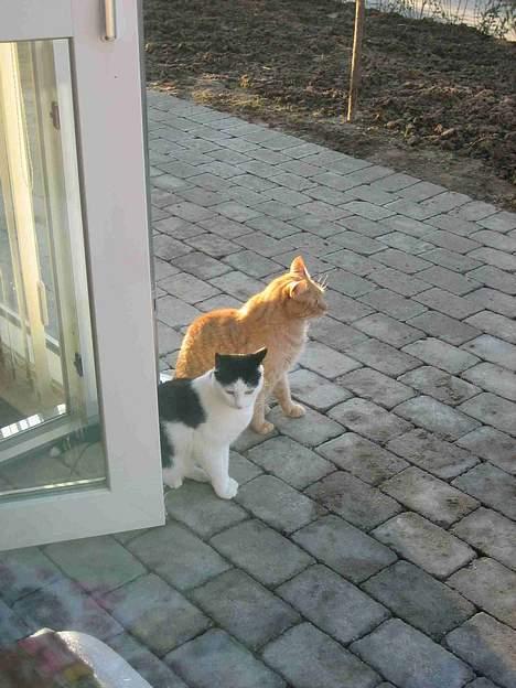 Blanding af racer Herbert den Lille * RIP * - Ud uí det fri... juhuu! billede 4