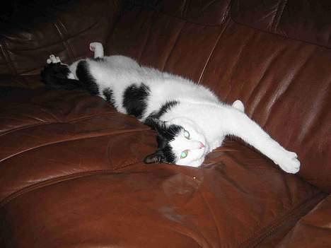 Blanding af racer Herbert den Lille * RIP * - Hvor mange ridser mon jeg kan lave her i læderet?!!!! billede 5