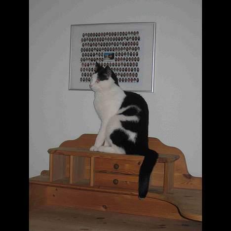 Blanding af racer Herbert den Lille * RIP * - Herbert i siddeposition billede 6