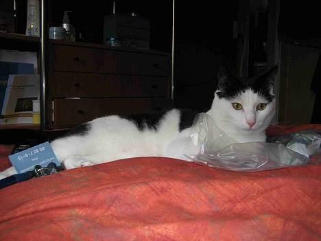 Blanding af racer Herbert den Lille * RIP * - Afslapning i sengens fodende!!! billede 7