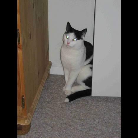 Blanding af racer Herbert den Lille * RIP * - Herbert i legehumør... -Hvor er storbror? billede 9