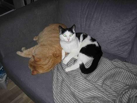 Blanding af racer Herbert den Lille * RIP * - Ahh... Storebror er dejlig varm :-) billede 10