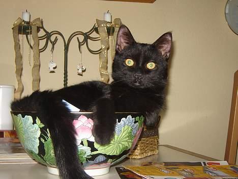 Huskat Cæsar - ja engang kunne jeg gemme mig i den meeen er vist blevet større he he ...... billede 8