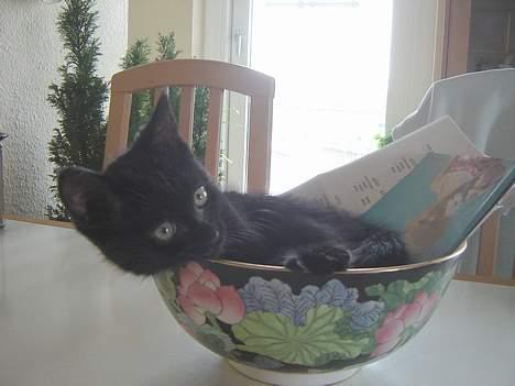 Huskat Cæsar - Ja og her var jeg meget mindre og kunne putte mig rigtigt ...... billede 9