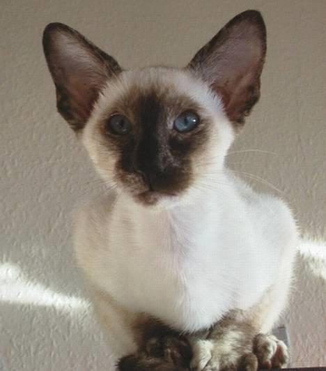 Siameser Kulle  billede 16