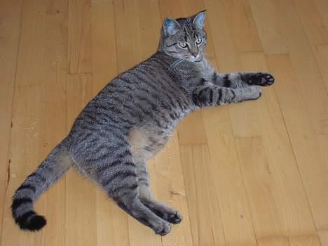 Blanding af racer Frederik billede 10