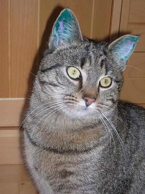 Blanding af racer Frederik billede 11