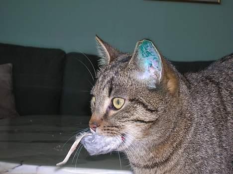 Blanding af racer Frederik billede 12