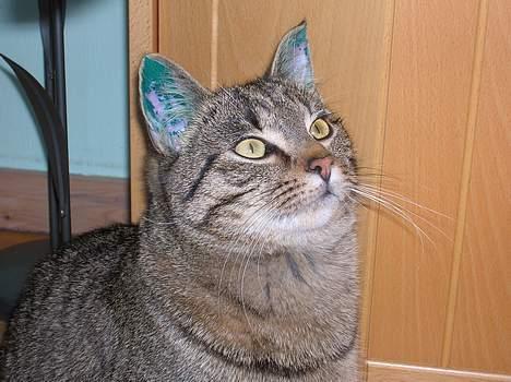 Blanding af racer Frederik billede 13