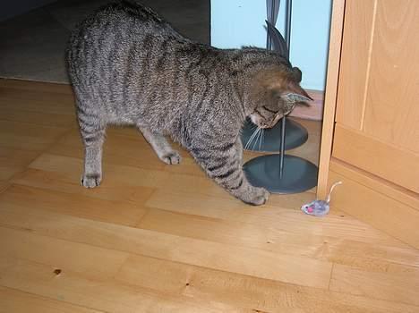 Blanding af racer Frederik billede 14