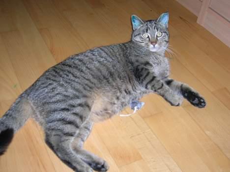 Blanding af racer Frederik billede 15