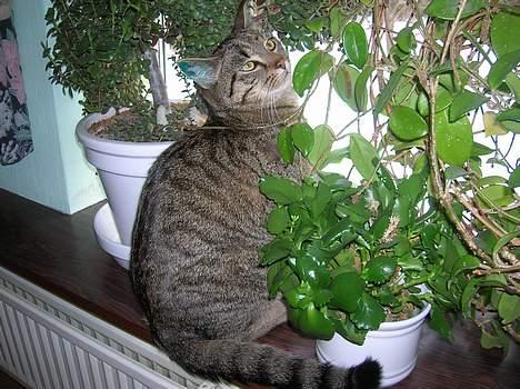 Blanding af racer Frederik billede 16