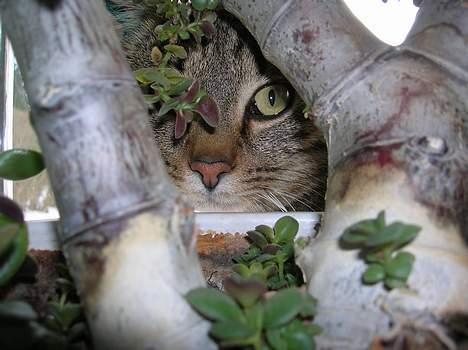 Blanding af racer Frederik billede 17