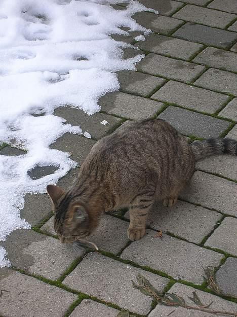 Blanding af racer Frederik billede 18