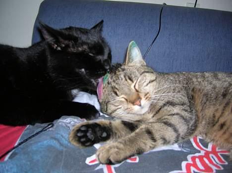 Blanding af racer Frederik billede 19