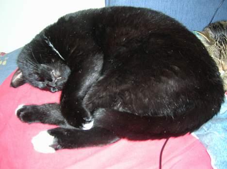 Blanding af racer Oliver billede 12