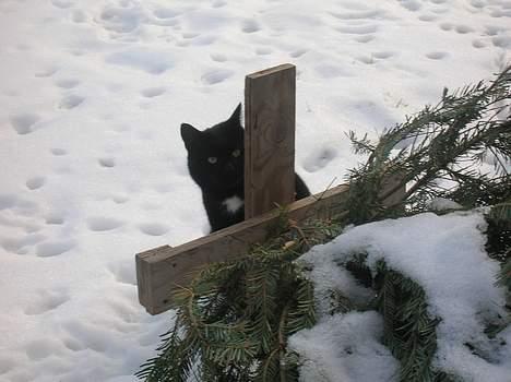 Blanding af racer Oliver billede 13