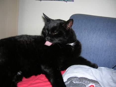 Blanding af racer Oliver billede 14