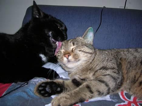 Blanding af racer Oliver billede 15