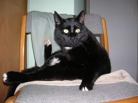 Blanding af racer Oliver billede 16