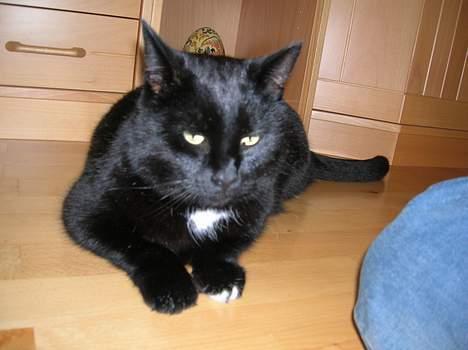 Blanding af racer Oliver billede 17