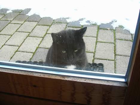 Blanding af racer Oliver billede 18