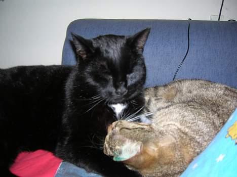 Blanding af racer Oliver billede 19