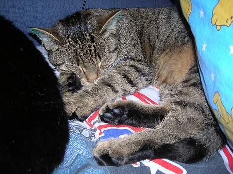 Blanding af racer Frederik billede 20