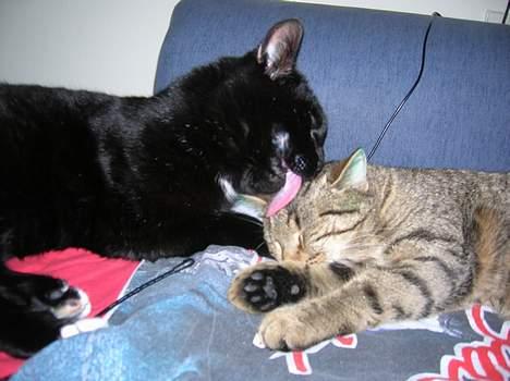 Blanding af racer Oliver billede 20