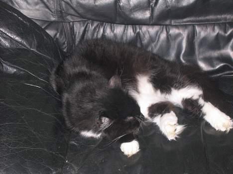 Blanding af racer Samba<3 - han er der et sted..   han liggger i vores sofa... billede 2