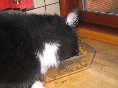 Blanding af racer Samba<3 - mmm.. detre altid godt med noget at spise... billede 3