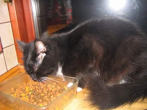 Blanding af racer Samba<3 - det er altid godt med noget at spise... mmm det smager..  billede 4