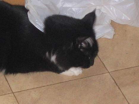 Blanding af racer Samba<3 - hjælppp!! han legede med en plastikpose også sad han pludslig fasi.. upsi... hjælppppp billede 5