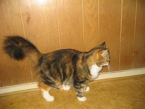 Blanding af racer Samba<3 - trille hans MOR.... Trille... billede 6