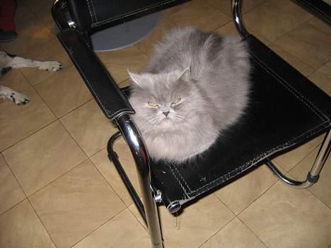 Blanding af racer Samba<3 - og hans MORMOR..! mille billede 7