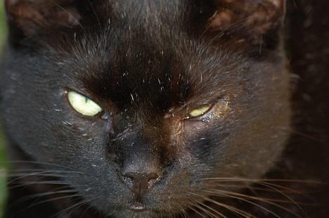 Blanding af racer Figaro billede 1