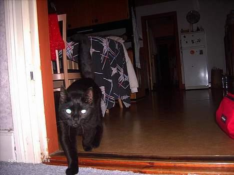 Blanding af racer Figaro - så det med at få taget det billed for den nærmer sig ! :D billede 2