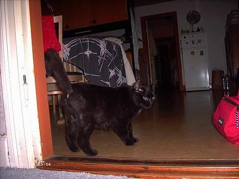 Blanding af racer Figaro billede 3