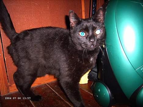 Blanding af racer Figaro billede 4