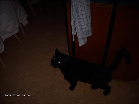 Blanding af racer Figaro billede 5