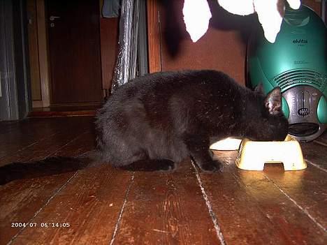 Blanding af racer Figaro - det eneste der kan holde den i ro så man kan tage et billed uden problemer :D billede 6