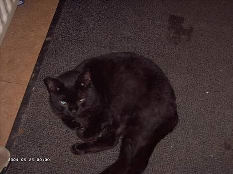 Blanding af racer Figaro billede 7