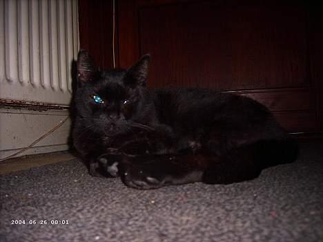 Blanding af racer Figaro billede 8